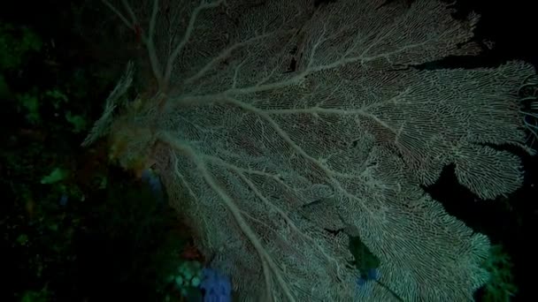 Descoperiți Frumusețea Vederii Subacvatice Peștilor Coralilor Din Maldive Apa Este — Videoclip de stoc