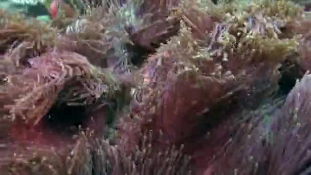 Testimonianza Splendida Vista Subacquea Pesci Coralli Alle Maldive Siete Alla — Video Stock