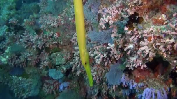 Maldive Famosa Sua Incredibile Vista Subacquea Pesci Coralli Anche Non — Video Stock