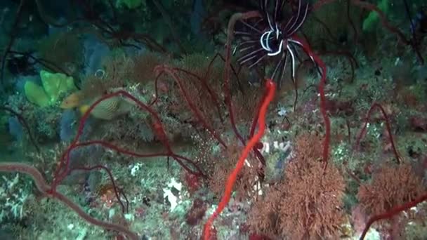 Sehen Sie Unterwasseraufnahmen Von Fischen Und Korallen Auf Den Malediven — Stockvideo