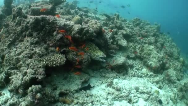Korall Moray Hal Víz Alatt Maldív Szigeteken Fedezzük Fel Tanuljuk — Stock videók