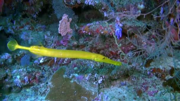 Maldivler Deki Balık Mercanların Sualtı Manzarasını Keşfettiğin Için Pişmansın Şnorkelle — Stok video