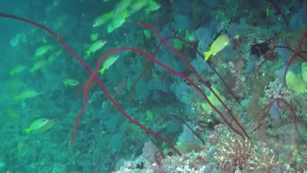 Підніміться Ближче Особисто Підводним Видом Рибу Корали Мальдівах Можете Побачити — стокове відео