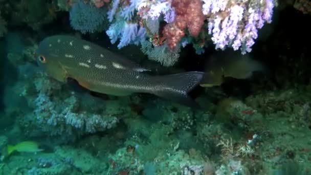 Visão Subaquática Peixes Corais Maldivas Como Nada Mais Mundo Com — Vídeo de Stock