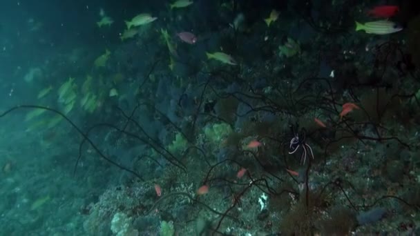 Мальдівський Рай Тих Хто Шукає Дивовижний Підводний Вид Рибу Корали — стокове відео