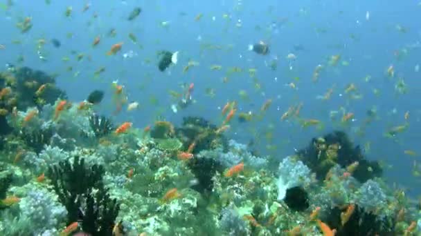 Vea Coloridas Vistas Submarinas Peces Corales Maldivas Tienes Suerte Incluso — Vídeo de stock
