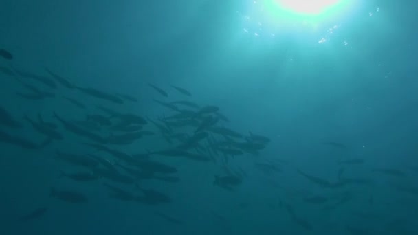 Escuela Coloridos Peces Coral Sobre Fondo Azul Del Mar Bajo — Vídeos de Stock