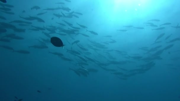 一群五彩斑斓的珊瑚鱼在大海的蓝色背景下 在水下搜寻食物 在多姿多彩美丽的珊瑚礁野生动物的世界里潜水 在红海潜水 — 图库视频影像