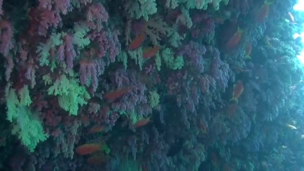 モルディブで信じられないほどの水中の魚やサンゴの景色を見る機会 サンゴ礁は世界で最も健康的なものの1つで 虹色や形が自慢です — ストック動画