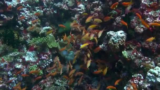 俯瞰马尔代夫迷人的水下鱼类和珊瑚景观 从成群色彩艳丽的鱼到雄伟的曼塔鱼和好奇的海龟 — 图库视频影像