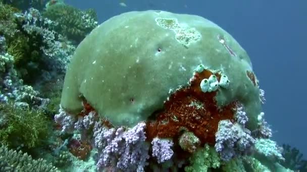 体验马尔代夫水下鱼类和珊瑚的美景 当你潜入马尔代夫碧绿的水域时 你会看到一个生机勃勃的五彩斑斓的世界和独一无二的海洋生物 — 图库视频影像