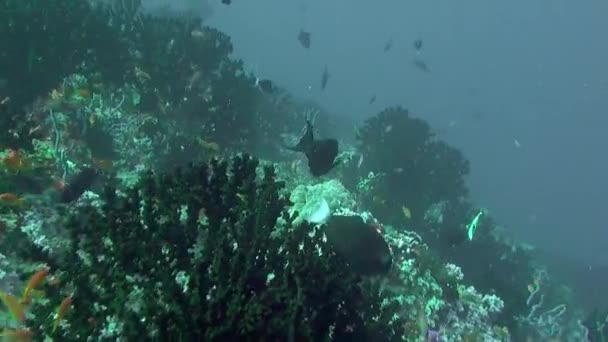 Мальдивы Предлагают Незабываемый Подводный Вид Рыбу Кораллы Изучая Подводный Мир — стоковое видео