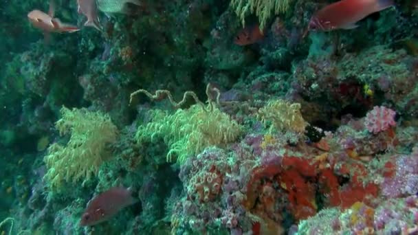 School Van Kleurrijke Koraalvissen Blauwe Achtergrond Van Zee Onder Water — Stockvideo