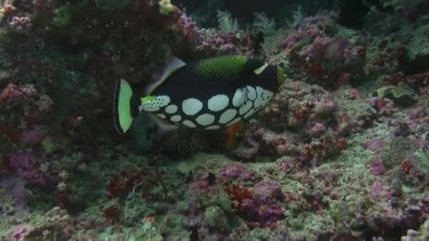 Υποβρύχια Θέα Των Ψαριών Και Των Κοραλλιών Στις Μαλδίβες Είναι — Αρχείο Βίντεο