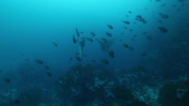 Suyun altında bir balık sürüsü. Pasifik Okyanusu 'ndaki deniz canlılarının sualtı yaşamı. Galapagos Adaları Grubu.