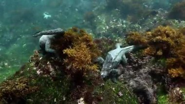 İki Galapagos deniz iguanası su altında kayalıklarda sürünüyor. Video iguana 'nın yüzüşünü gösteriyor. Vahşi hayvan iguana Amblyrhynchus kristali Pasifik Okyanusunun vahşi doğasında deniz yatağında.