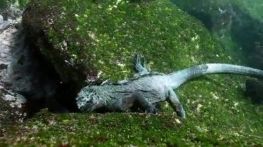 Galapagos deniz iguanası su altındaki kayalarda sürünüyor. Vahşi hayvan iguana Amblyrhynchus kristali Pasifik Okyanusunun vahşi doğasında deniz yatağında.