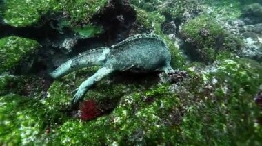 Deniz iguanası, su altı okyanusunda su yosunu kemirir. Vahşi hayvan Galapagos iguana Amblyrhynchus kristali Pasifik Okyanusunun vahşi doğasında deniz yatağında.