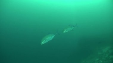 Derin bir nefes alın ve Maldivler 'deki balık ve mercanların sualtı manzarasını keşfedin. Ve eğer şanslıysanız, Maldivler sularının daha büyük sakinlerini bile görebilirsiniz..