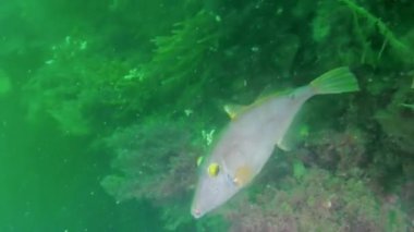 Pasifik Okyanusu 'nda Yeni Zelanda' nın sularında yüzen sualtı manzara videoları ve deniz sakinleri. Deniz canlılarının şaşırtıcı, güzel deniz yaşamı dünyası..