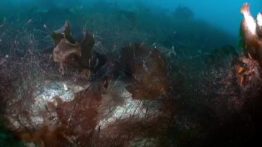 Kuzey Buz Denizi 'nin soğuk ve berrak sularında Norveç Svalbard' da yüzen ve deniz sakinlerinin etrafında yüzen deniz altı kutup manzarası videoları. Deniz canlılarının şaşırtıcı, güzel deniz yaşamı dünyası..