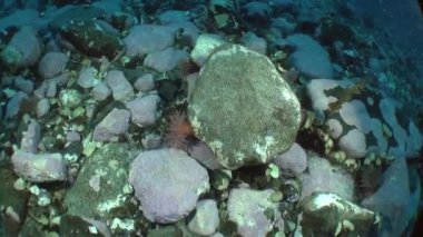 Kuzey Buz Denizi 'nin soğuk ve berrak sularında Norveç Svalbard' da yüzen ve deniz sakinlerinin etrafında yüzen deniz altı kutup manzarası videoları. Deniz canlılarının şaşırtıcı, güzel deniz yaşamı dünyası..