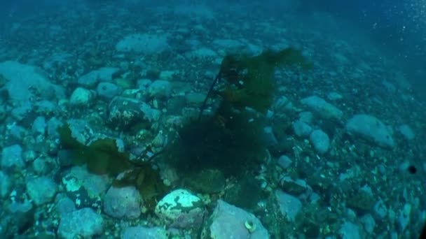 Vídeo Submarino Del Paisaje Ártico Aguas Cristalinas Frías Del Océano — Vídeo de stock