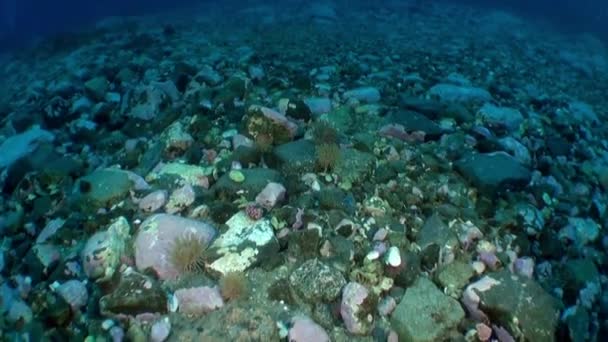 Underwater Arctic Landscape Video Cold Clear Water Arctic Ocean Norway — Stock Video
