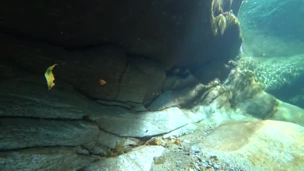 스위스 베르자 산강의 바닥을 클로즈업 돌이다 속에서 과맑은 아래의 매끄러운 — 비디오