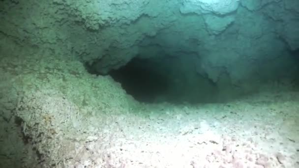 Mergulho Cavernas Subaquáticas Yucatan México Cenotes Mergulhadores Água Subterrânea Limpa — Vídeo de Stock