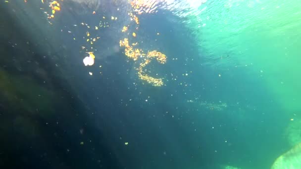 Žluté Listy Horské Řece Verzaska Švýcarsku Brousí Kámen Podvodní Pohled — Stock video