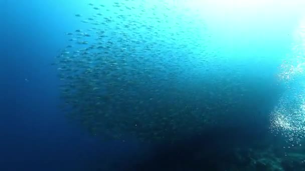 수중에는 물고기 있습니다 태평양 생물의 생물이죠 갈라파고스 — 비디오
