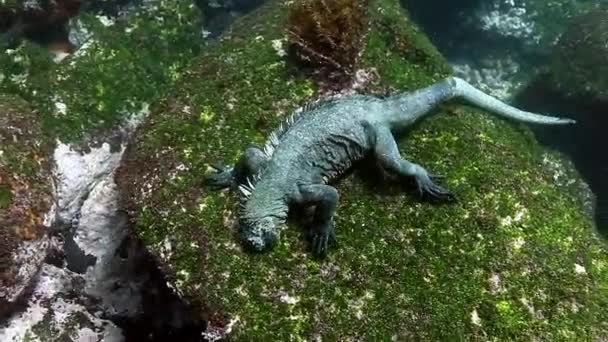 Galapagos Tengerészgyalogos Iguana Víz Alatti Sziklákon Mászik Vadon Élő Állat — Stock videók