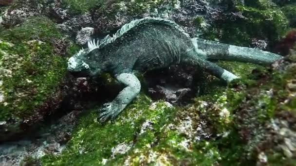 Tengerészgyalogos Iguana Algákat Rágcsál Víz Alatti Köveken Vadon Élő Állat — Stock videók
