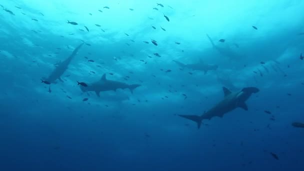 Grupo Tiburones Martillo Nada Sincrónicamente Bajo Océano Pacífico Animales Marinos — Vídeo de stock