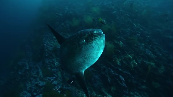 太平洋海底海洋生物中的莫拉软体鱼 在加拉帕戈斯群岛蓝色泻湖水底的野生动植物世界里 令人惊奇的阿特诺普特基西露天鱼太阳鱼 — 图库视频影像