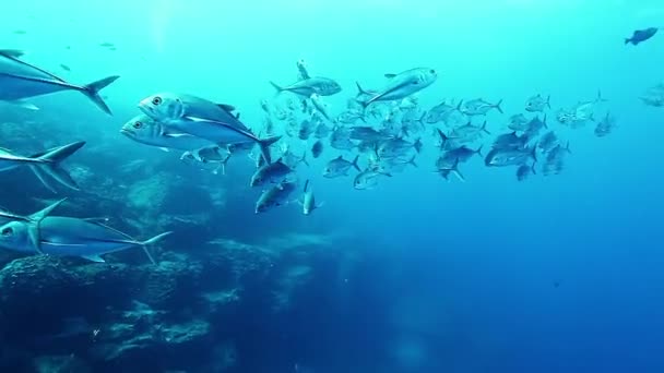 Škola Ryb Jednoho Druhu Pod Vodou Podmořský Život Mořských Tvorů — Stock video