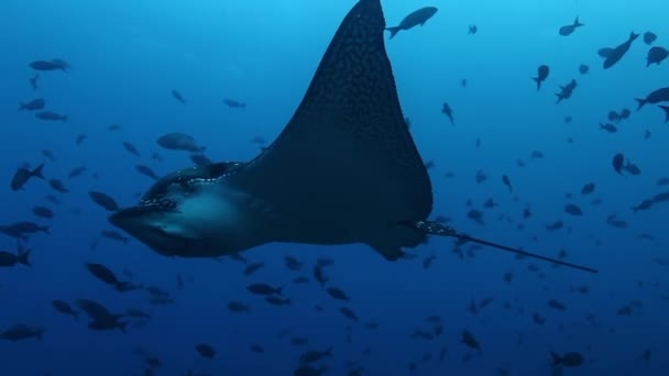 Manta Paprsky Plave Pozadí Mořského Dna Tichém Oceánu Úžasné Podvodní — Stock video