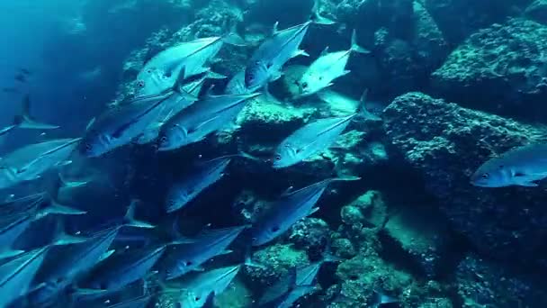 Škola Ryb Jednoho Druhu Pod Vodou Podmořský Život Mořských Tvorů — Stock video