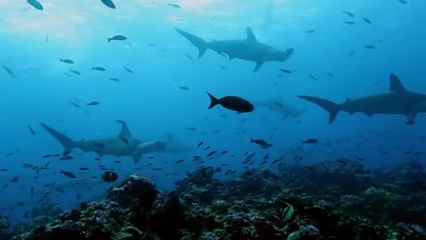 Grupa Młodych Rekinów Pływa Synchronicznie Pod Wodą Oceanu Spokojnego Zwierzęta — Wideo stockowe