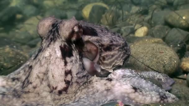 Velká Chobotnice Kamenném Mořském Dně Hledající Potravu Úžasný Podvodní Svět — Stock video
