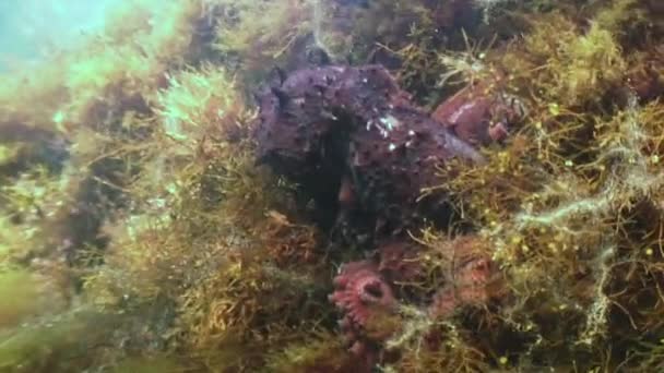 Taştaki Büyük Ahtapot Yiyecek Aramak Için Denizin Dibini Boyladı Nanılmaz — Stok video