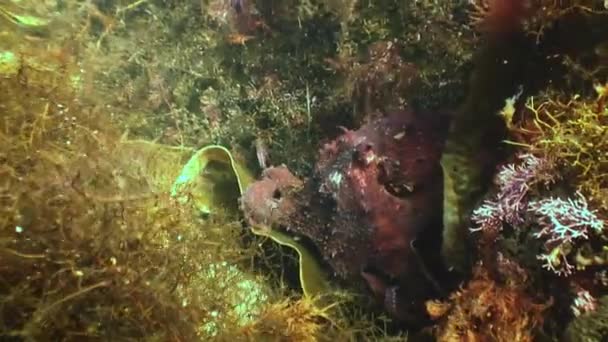 食料を求めて石の海底に大きなタコ 驚くべき水中世界と日本海の住人 — ストック動画