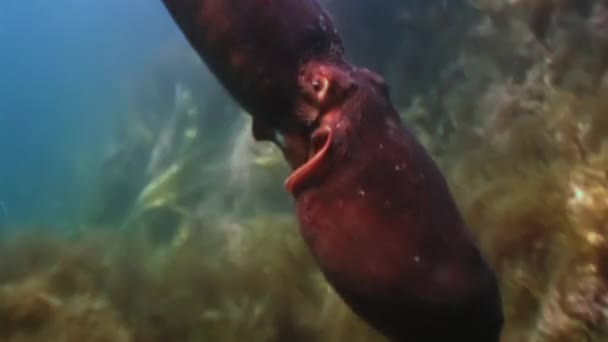 大章鱼在石底觅食 惊人的水下世界和日本海的居民 — 图库视频影像