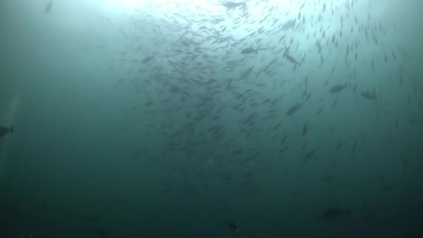 Esplora Vista Subacquea Pesci Coralli Alle Maldive Senti Tua Scomparsa — Video Stock