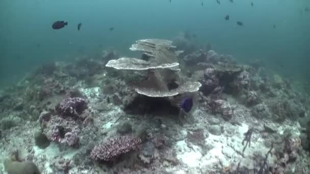 Scurt Lumea Subacvatică Din Maldive Este Spectacol Unic Uimitor Amintiți — Videoclip de stoc