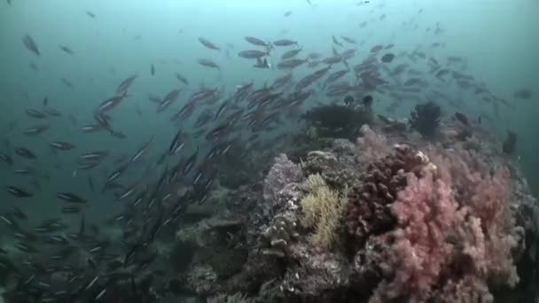 你会看到比马尔代夫更美丽的水下鱼类和珊瑚景观 马尔代夫拥有世界上一些种类最繁多 保存最完好的珊瑚生态系统 其水域中有大量的珊瑚 — 图库视频影像