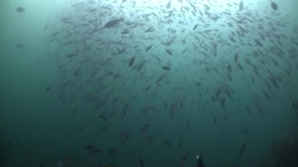 马尔代夫的水下鱼类和珊瑚景观正在隐蔽起来 等待被发现 现在比以往任何时候都更加重要的是保护这些自然奇观 并确保后代能够继续生存下去 — 图库视频影像