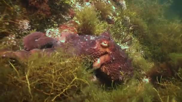 Большой Осьминог Каменном Дне Поисках Пищи Удивительный Подводный Мир Жители — стоковое видео