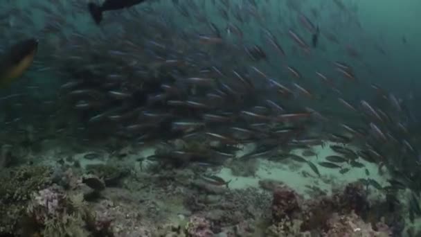 Maldivas Vista Subaquática Peixes Corais Verdadeiro Testamento Beleza Natureza Cores — Vídeo de Stock